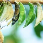 Il dramma silenzioso dei voti temporanei: chiamati a vivere nella verità